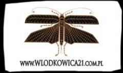 zdjcie: wlodkowica21logo.jpg